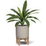 Asplenium Antiquum Kunstvaren, H: 40 cm