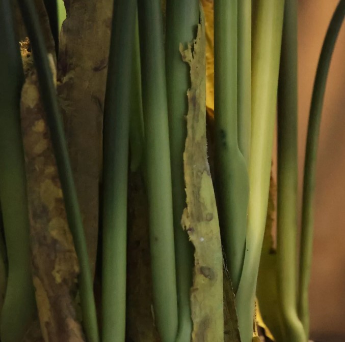 Water Canna Kunstplant, H: 120 cm
