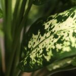 Dieffenbachia Kunstplant Deluxe, H: 60 cm in pot