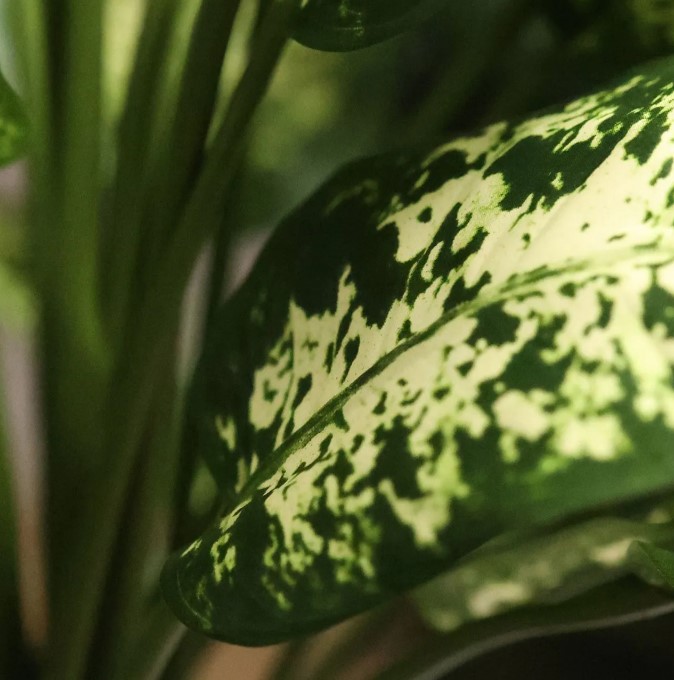 Dieffenbachia Kunstplant Deluxe, H: 60 cm in pot