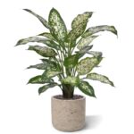 Dieffenbachia Kunstplant Deluxe, H: 60 cm in pot