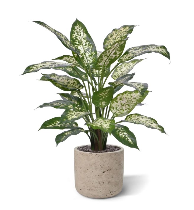 Dieffenbachia Kunstplant Deluxe, H: 60 cm in pot