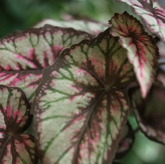 Bladbegonia Kunstplant, H: 33 cm