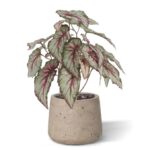 Bladbegonia Kunstplant, H: 33 cm