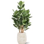 Ficus Audrey Kunstboom Deluxe, H: 120 cm