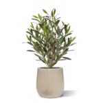 Olijf Kunstplant, H: 50 cm UV
