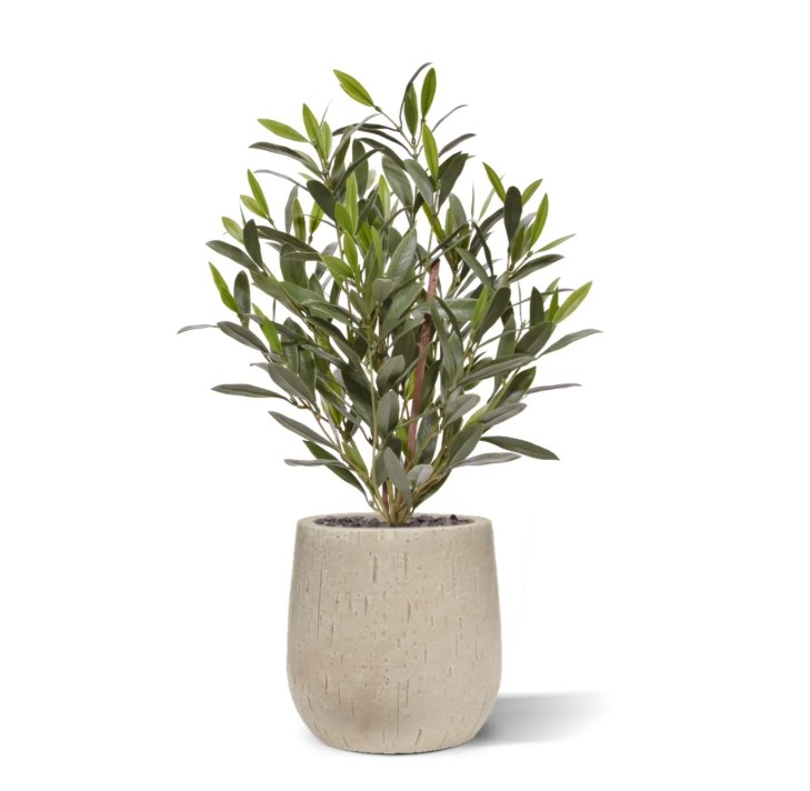 Olijf Kunstplant, H: 50 cm UV