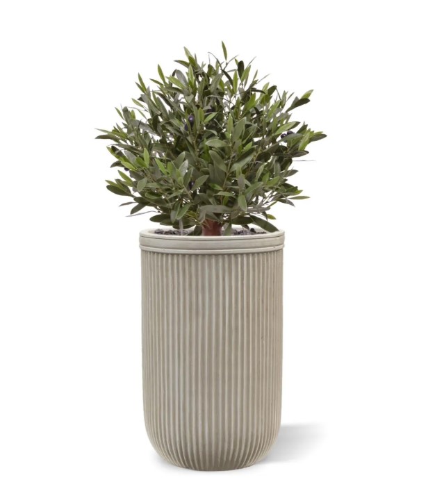 Olijf Kunstbol, H: 50 cm UV in pot