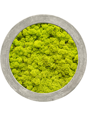 Mosschilderij, Polystone Raw grey 100% Rendiermos (Lentegroen), diam: 80cm, H: 5cm